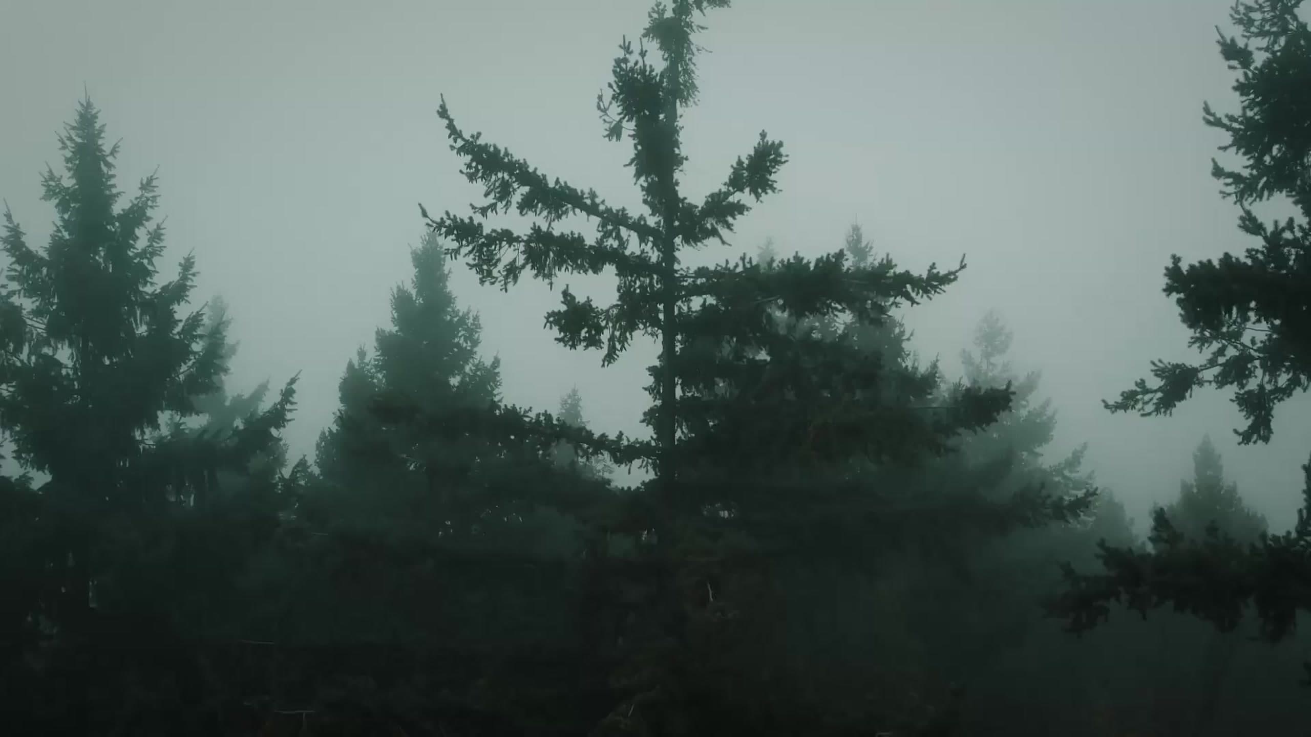 Tall firs standing in heavy green fog