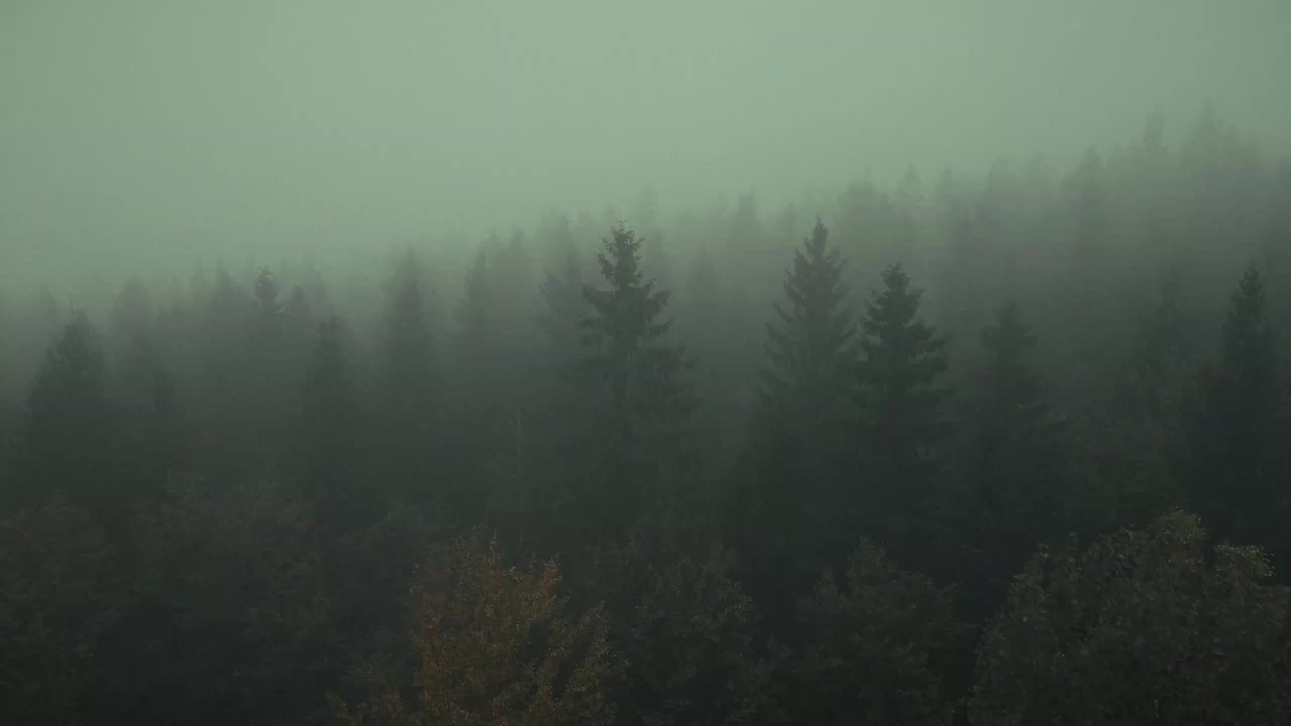 Rows of spruce fading into dense fog