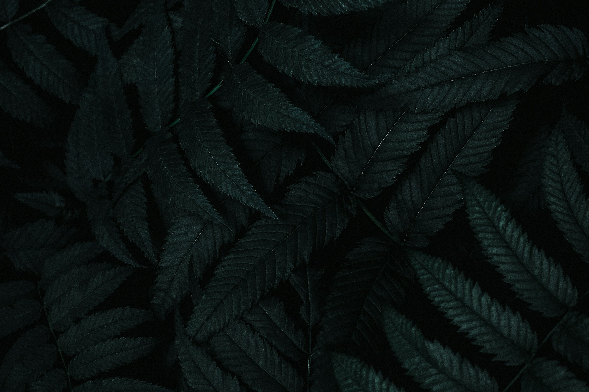 Dark botanical leaves in deep shade