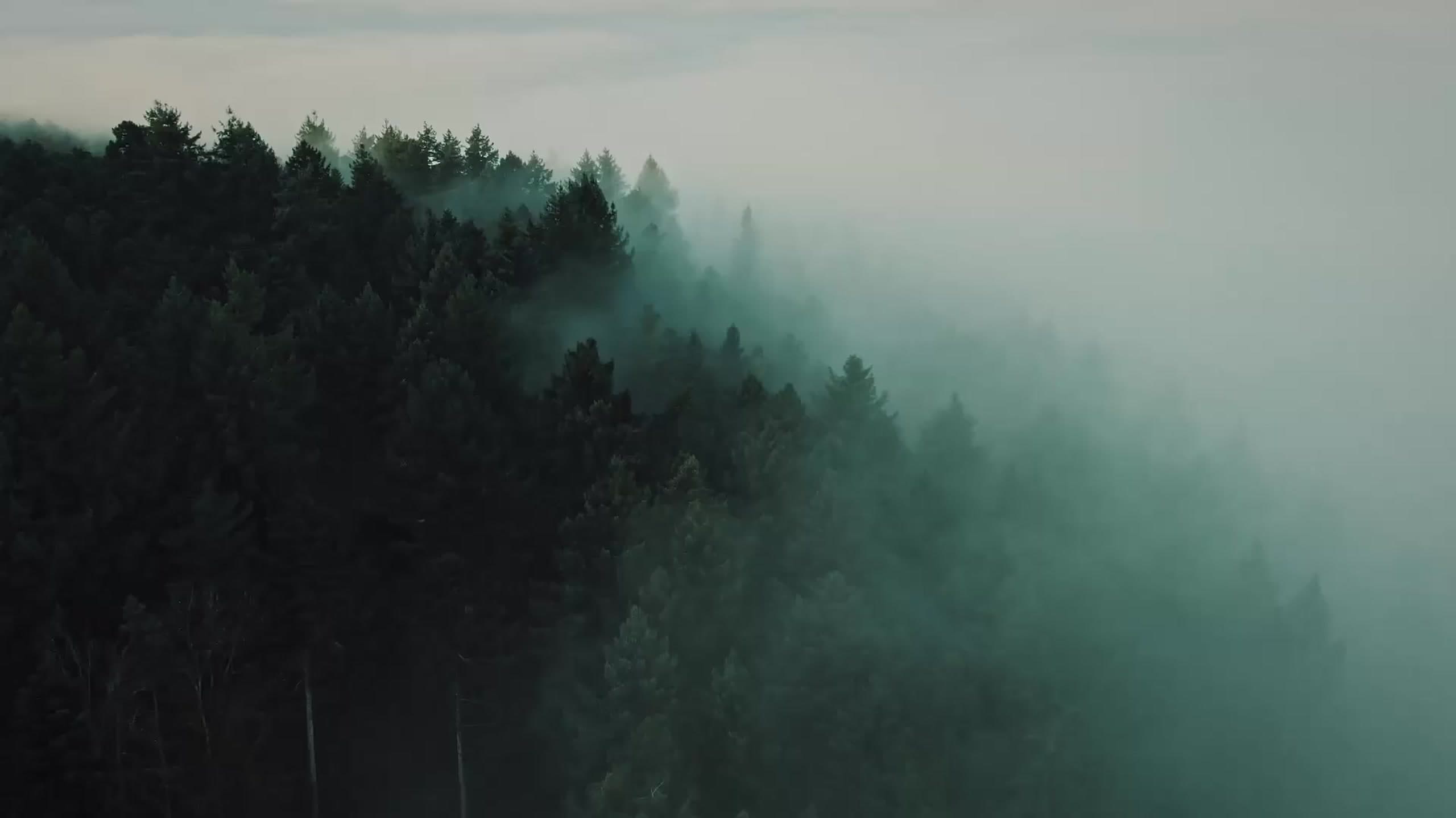 Fog rolling over the edge of a dark conifer forest