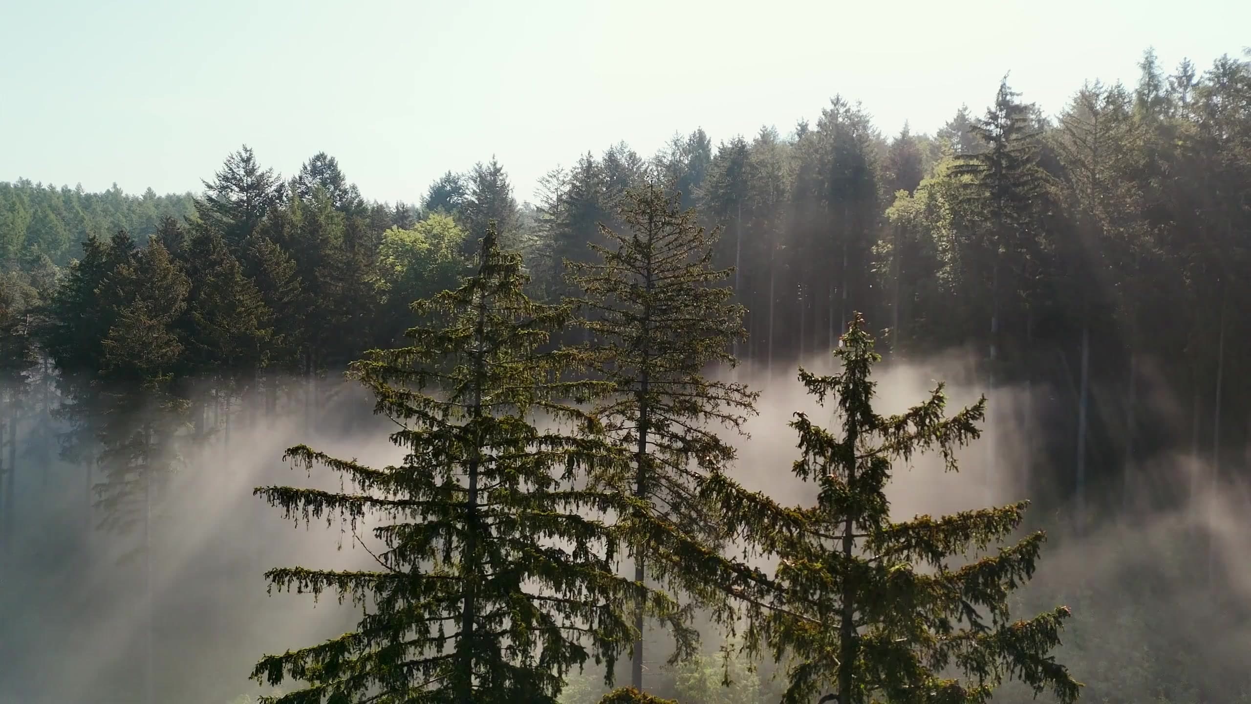 Sunbeams breaking through mist between evergreens