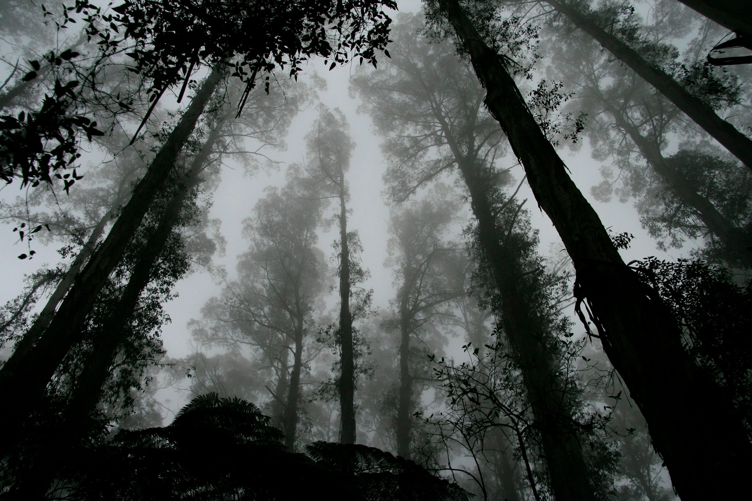 Looking up through tall trees into fog